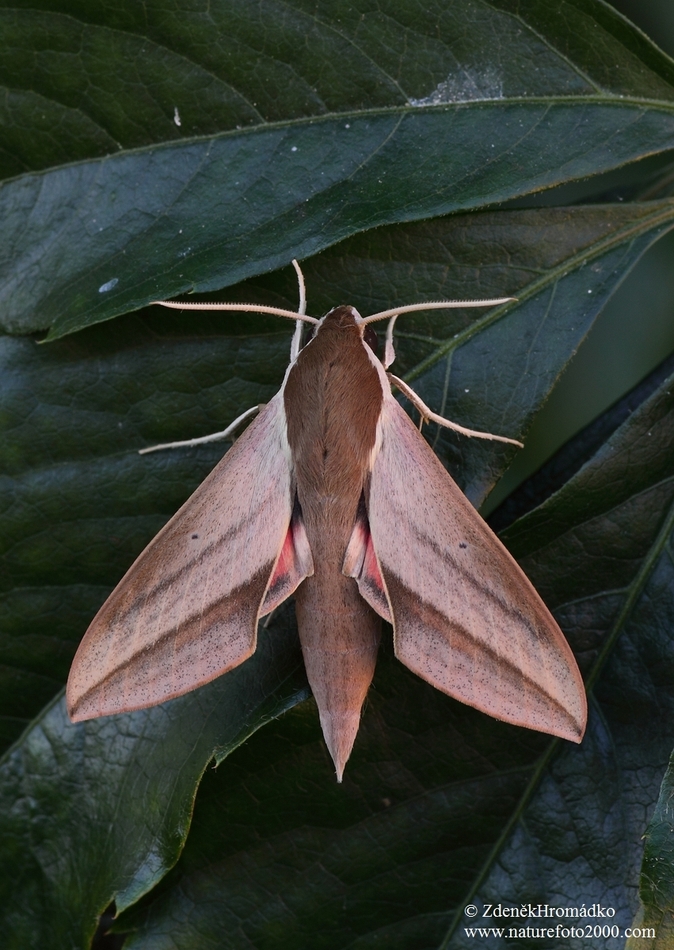 Levant Hawk-moth, Theretra alecto (Butterflies, Lepidoptera)